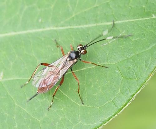 Ischnus inquisitorius